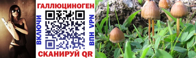 где купить наркотик  Минусинск  Псилоцибиновые грибы мицелий 